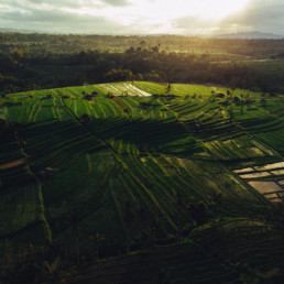 bali rice field sunrise tropical landscape fine art print