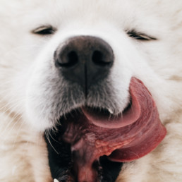 samoyed dog outdoor adventure fine art photography print