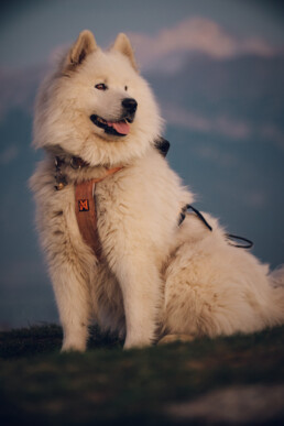 samoyed dog portrait at blue hour ouka fine art photography print