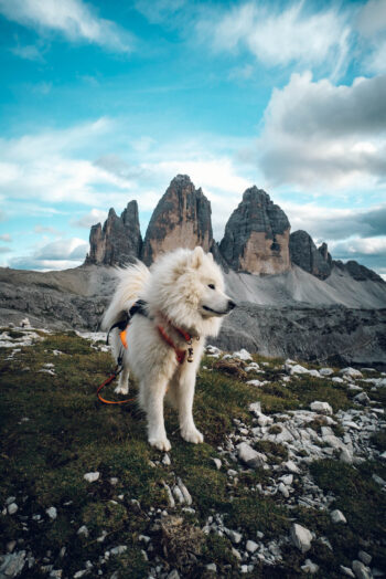 samoyed dog in front of tre cime di lavaredo dolomites fine art photography print